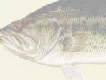 Jogo Largemouth Bass Puzzle