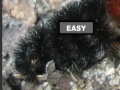 Jogo Puzzle hairy caterpillar