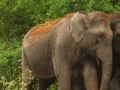 Jogo Jigsaw: Elephant Couple