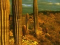 Jogo Cactus desert escape