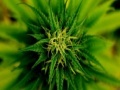 Jogo Marijuana Plant Slider