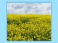 Jogo Flower fields Jigsaw