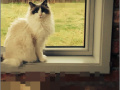 Jogo RePixel Find a Cat 