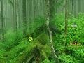 Jogo Tongass National Forest Escape