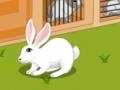 Jogo Rabbit Escape From Eagle  