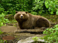 Jogo Bavarian Forest Escape
