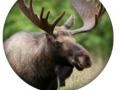 Jogo Animal Quiz 
