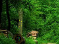 Jogo Greenwood Forest escape