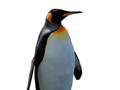 Jogo Penguin Painting: Coloring For Kids