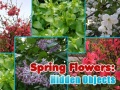 Jogo Spring Flowers: Hidden Objects