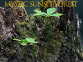 Jogo Mystic sunset forest