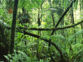 Jogo Jigsaw puzzle: Rainforest