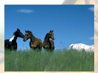 Jogo Horses