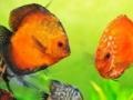 Jogo Tropical fish jigsaw Tournament