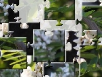 Jogo White spring