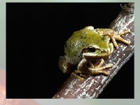 Jogo Choose a puzzle 2