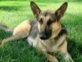 Jogo German shepherd