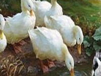 Jogo Duck family