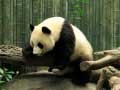 Jogo Pandas Puzzle