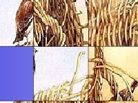 Jogo Birds in the bush