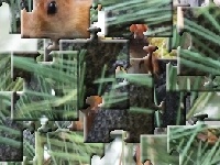 Jogo A small protein