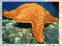 Jogo Choose a puzzle 4