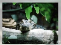 Jogo Alligator
