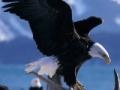 Jogo Bald Eagle 