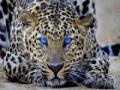 Jogo Leopard