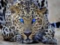 Jogo Leopard