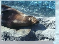 Jogo Sea lion