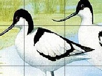 Jogo Two funny birds