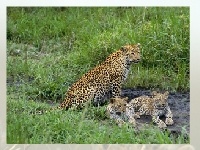 Jogo Leopard 2