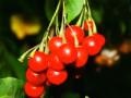 Jogo Fruits & vegetables 14