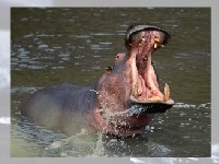 Jogo Hippo 2