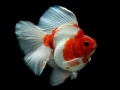 Jogo Gold Fish Jigsaw Puzzle