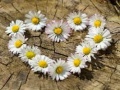 Jogo Daisy Heart Jigsaw
