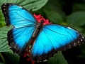 Jogo Nature Jigsaw Puzzle Butterfly