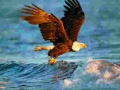 Jogo Animals Jigsaw Puzzle Eagle