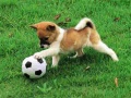 Jogo Playful Puppy Outdoor Puzzle