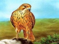 Jogo Birds of Prey Slide