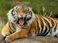 Jogo Animals Jigsaw Puzzle Tiger
