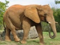 Jogo Animals Jigsaw Puzzle - Elephants