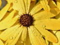 Jogo Flower Petals Raindrop Jigsaw
