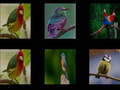 Jogo Memorize the birds