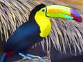 Jogo Toucan Bird Jigsaw