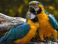 Jogo Parrot Jigsaw