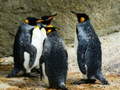 Jogo King Penguin Jigsaw