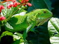 Jogo Wild Iguana