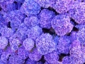Jogo Hidden Stars Flowers